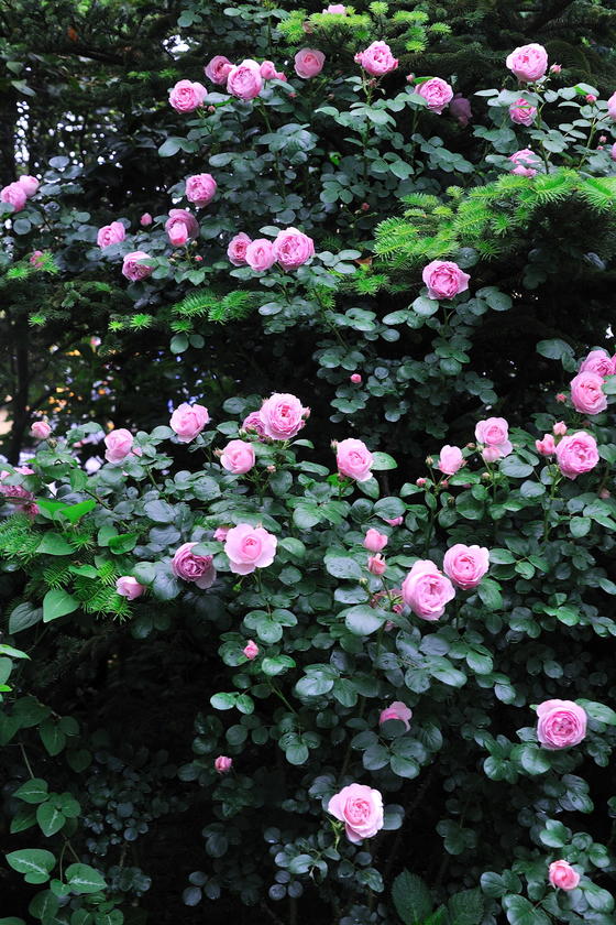 DSC_2572.jpg