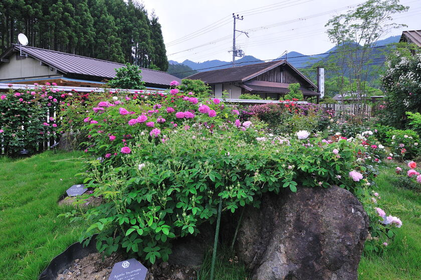 DSC_8764.jpg