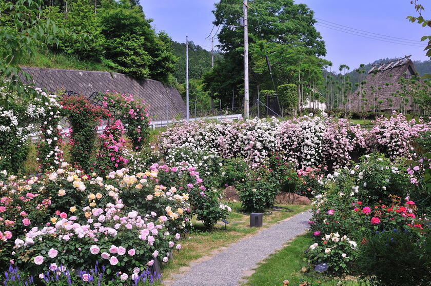 DSC_4604.jpg