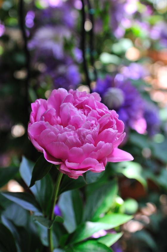 DSC_2720.jpg