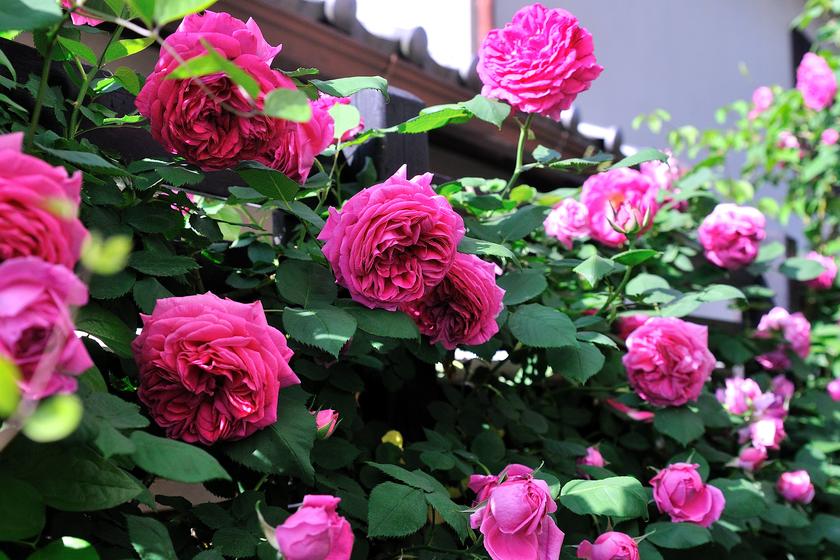 DSC_2486.jpg