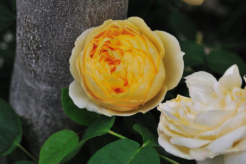 DSC_3359.jpg