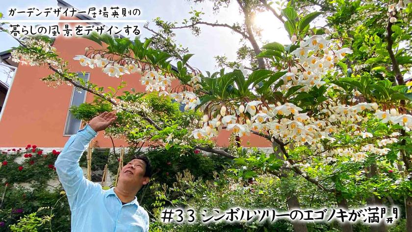#33シンボルツリーのエゴノキ.jpg