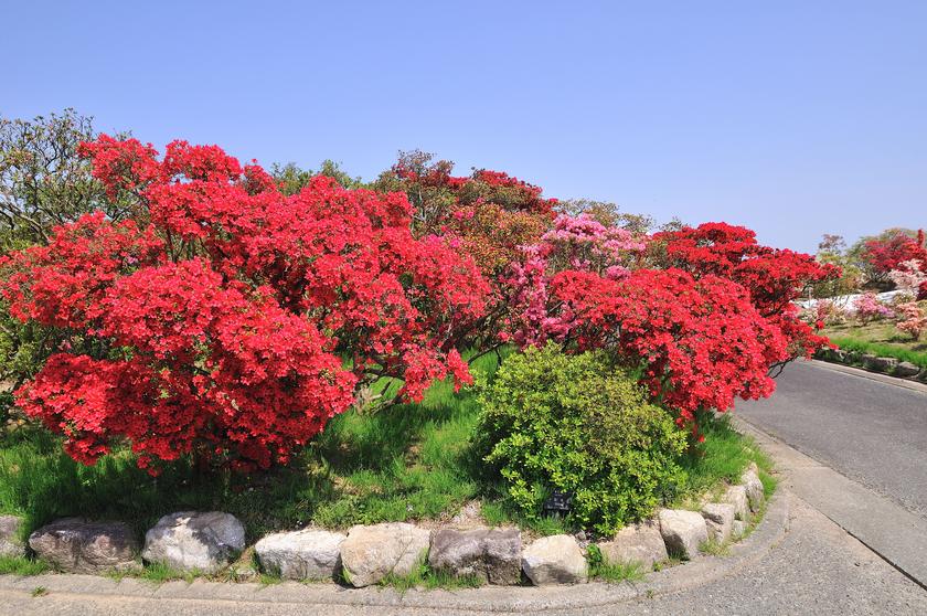 DSC_1992.jpg