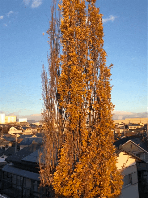 IMG_0802.GIF