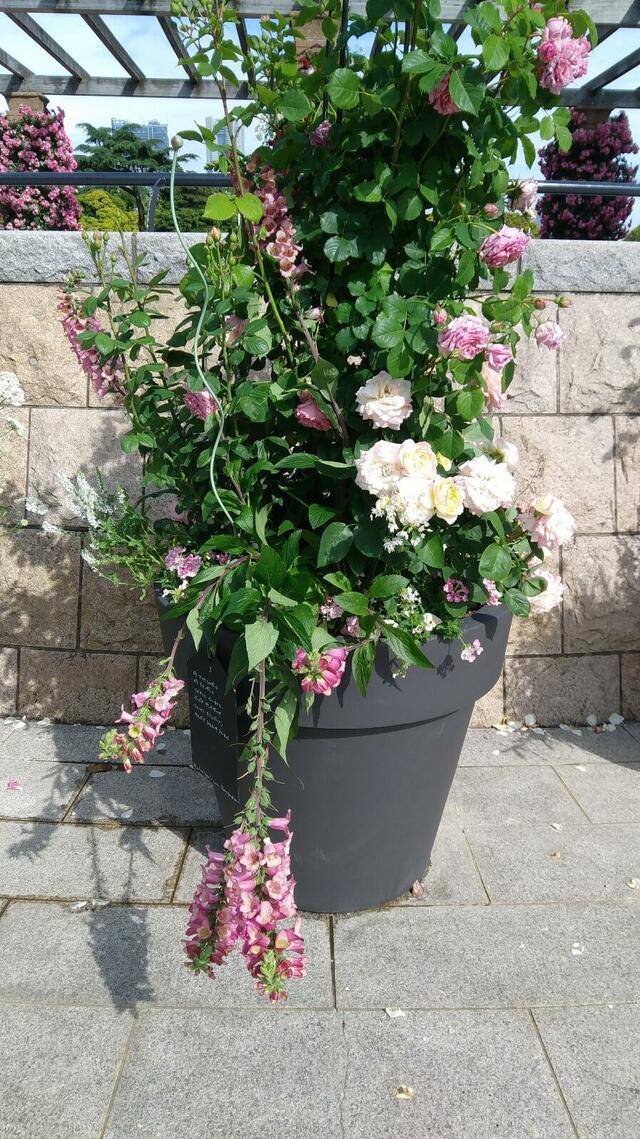 20190522_080106.jpg