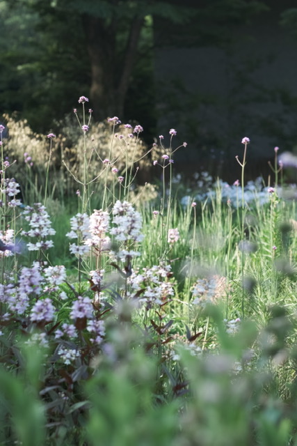 DSCF6514.jpg