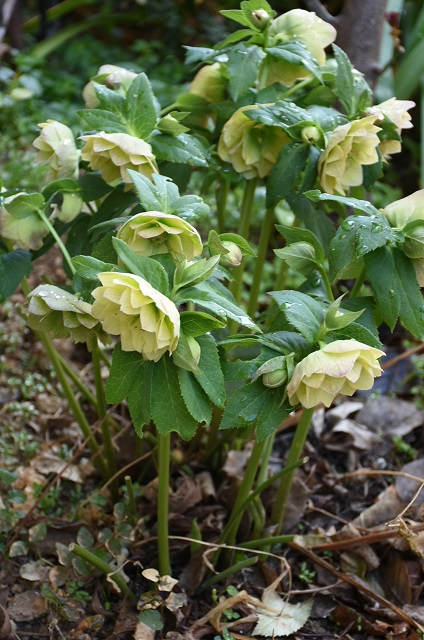 DSC_9759.JPG