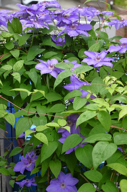 DSC_2777.JPG