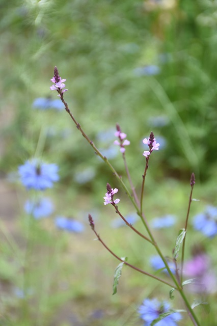 DSC_4148.JPG