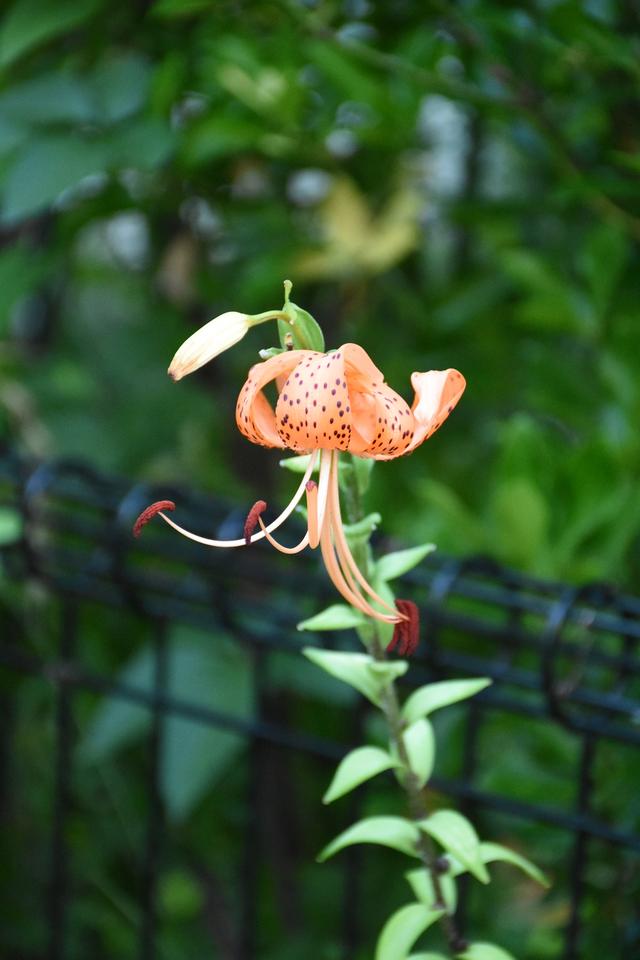 DSC_7289.JPG