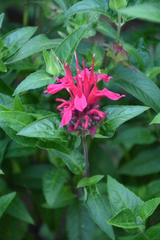 DSC_7292.JPG
