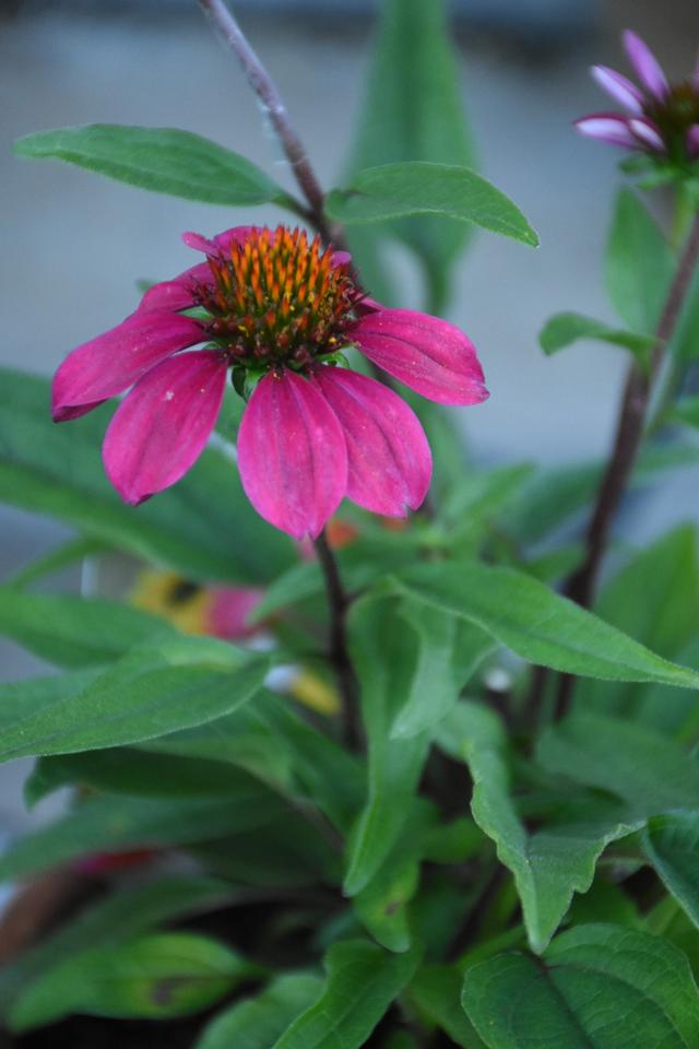 DSC_7293.JPG