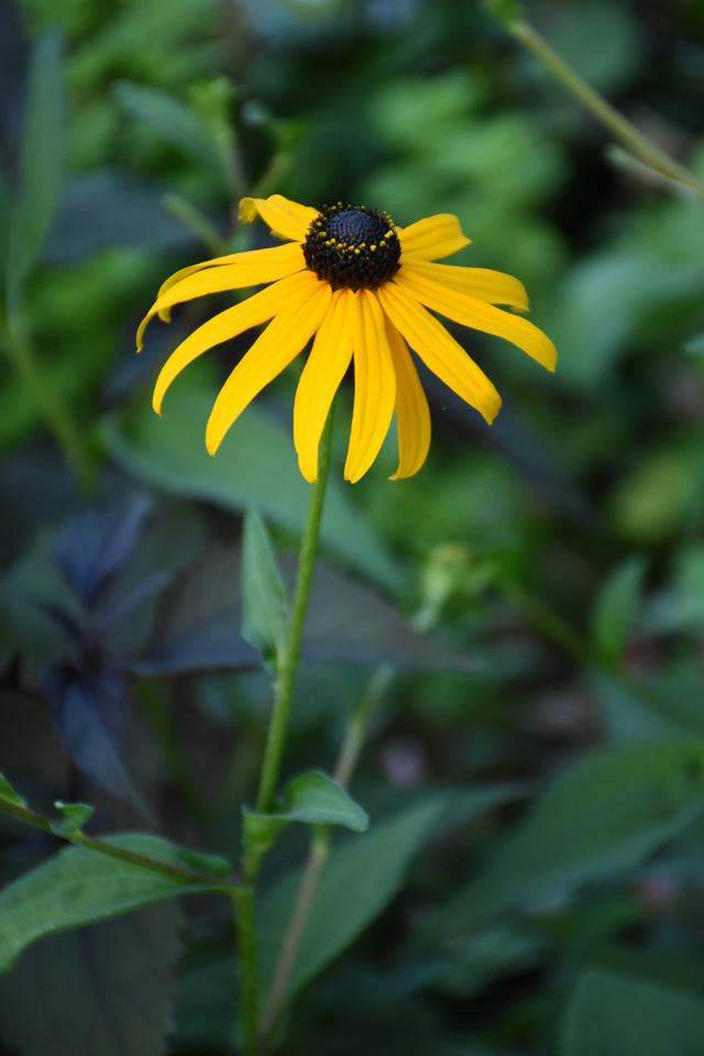 DSC_7294.JPG