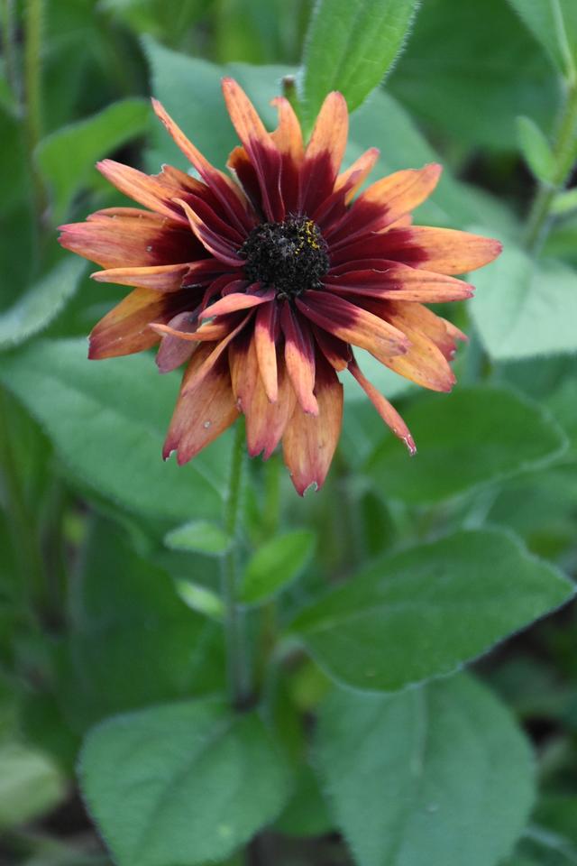 DSC_7298.JPG